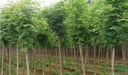 泰安市弘森園林綠化苗木基地 打造綠色生態的苗木精品