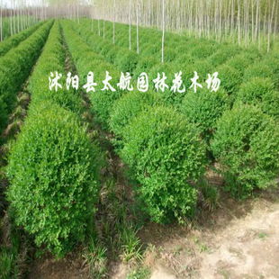常年供應優質小葉女貞球苗木，批發價廉物美，專業綠化指導